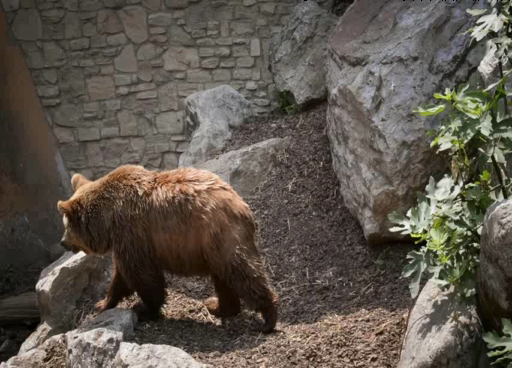 bear Input (Joint 3D Geometry Reconstruction and Motion Generation for 4D Synthesis from Single Image)