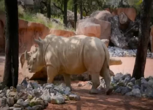Rhino Input (Joint 3D Geometry Reconstruction and Motion Generation for 4D Synthesis from Single Image)